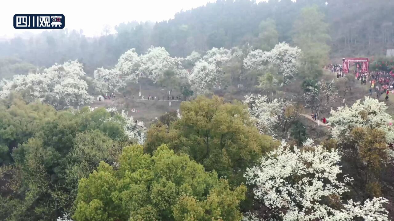 川渝好风光丨花开如雪 这里的花海惊艳了整个春天