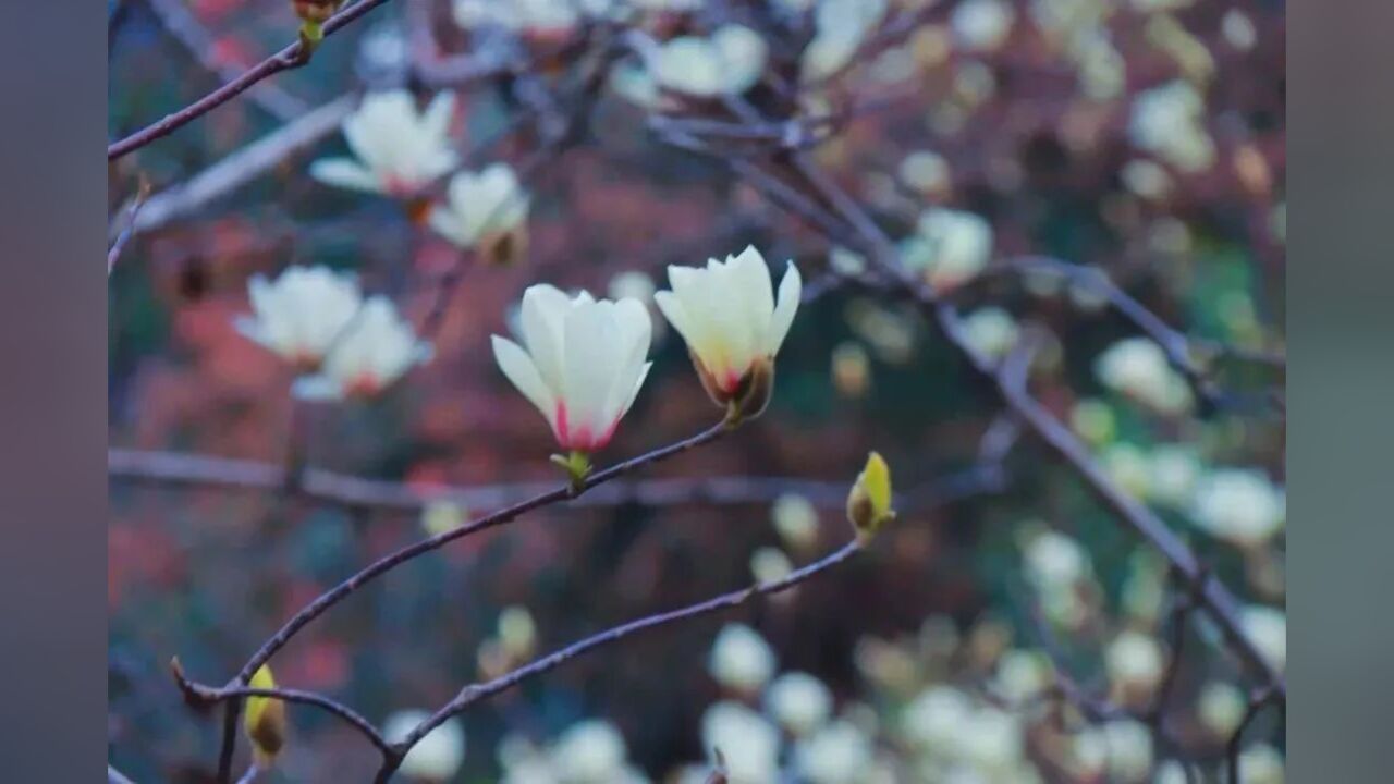 春天来了,湖南师大的木兰花也开了