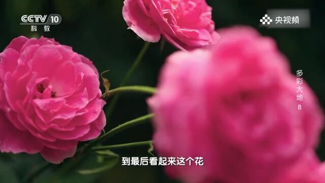 面花是陕西黄陵广为流传的一种门间传统风俗礼馍