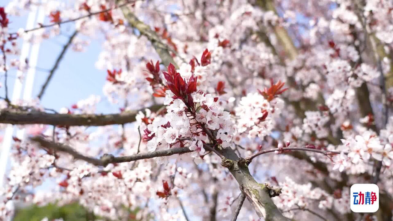 花开贵州丨纳雍紫叶李花开,满园春色迎客来