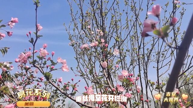 江西吉安:海棠花开烂漫