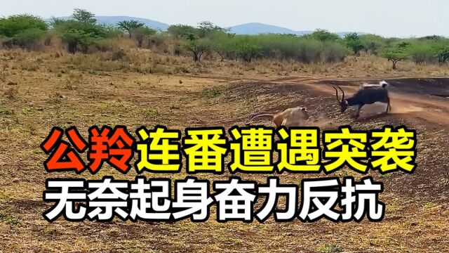 【纪录片】公羚连番遭遇突袭,无奈起身奋力反抗,没想到竟真让羚羊逃脱