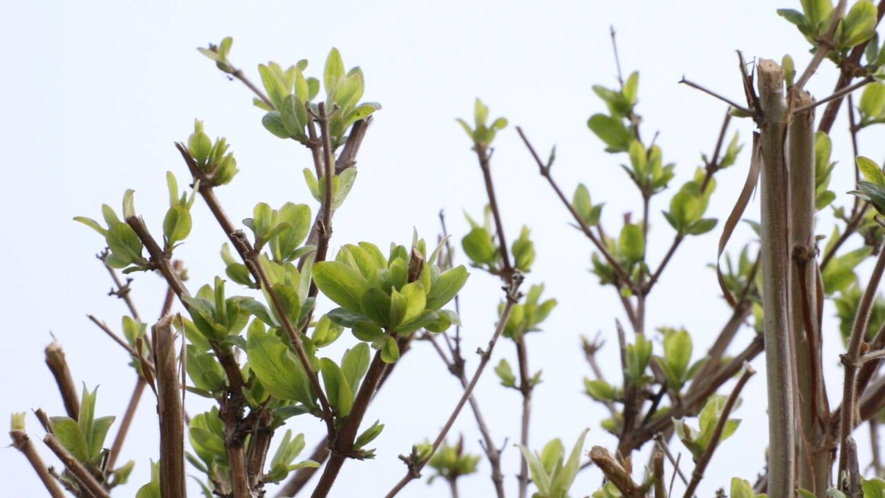 平邑:打造金银花标准种植基地 助力乡村产业振兴