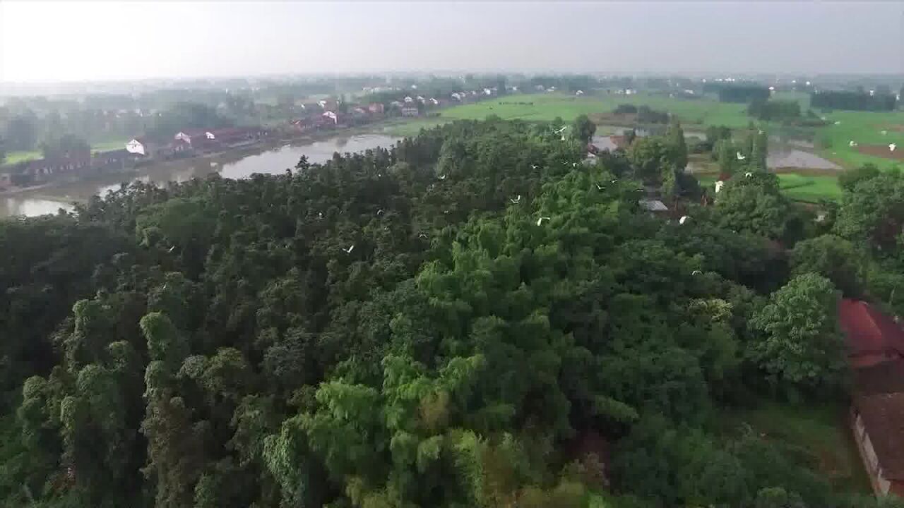 阳春三月植树忙 沅澧大地披新绿