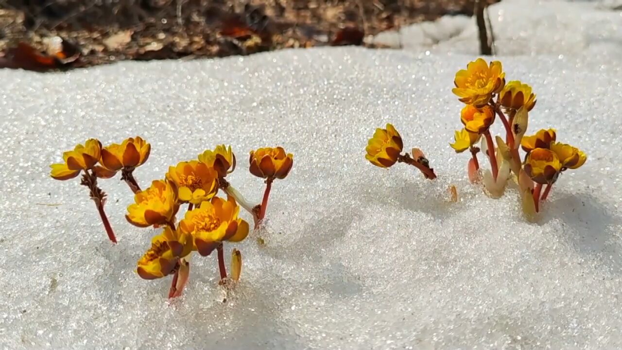 黑龙江密山:冰凌花破冰绽放