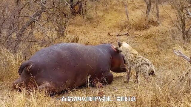 没穿内衣的河马引诱二哥