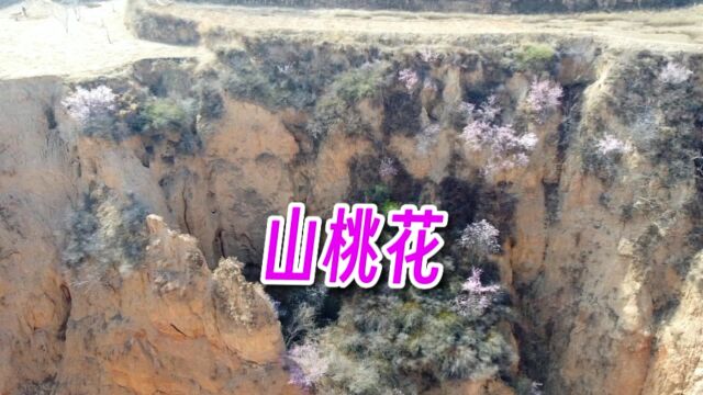 春天来了到处是山桃花,生长在悬崖峭壁上,采一朵送给你的心上人