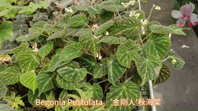 Begonia Pustulata '金刚人'秋海棠