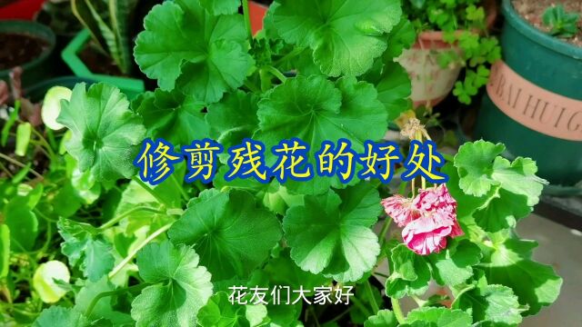 家庭养花修剪残花的好处