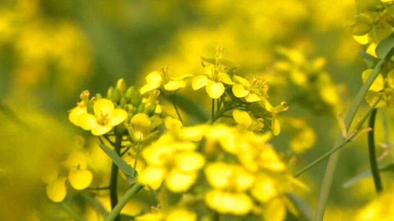 济南长清油菜花开 奔你而来!