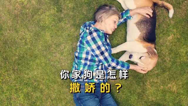 你家狗是怎样撒娇的?第2种是真的受不了