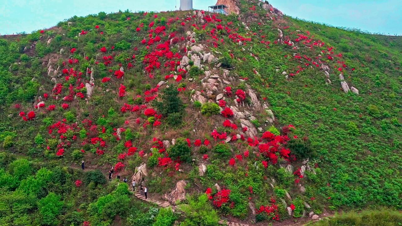 湖南衡东:漫山映山红扮靓浪漫春天