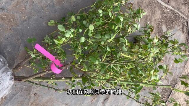 网购月季枝条脱水焉了,处理方法很简单,第二天就能恢复正常