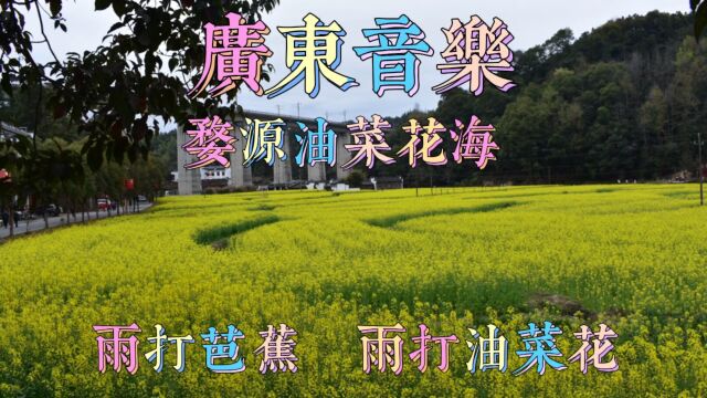 《雨打芭蕉:雨打油菜花》配乐广东音乐!婺源油菜花盛开美丽绽放