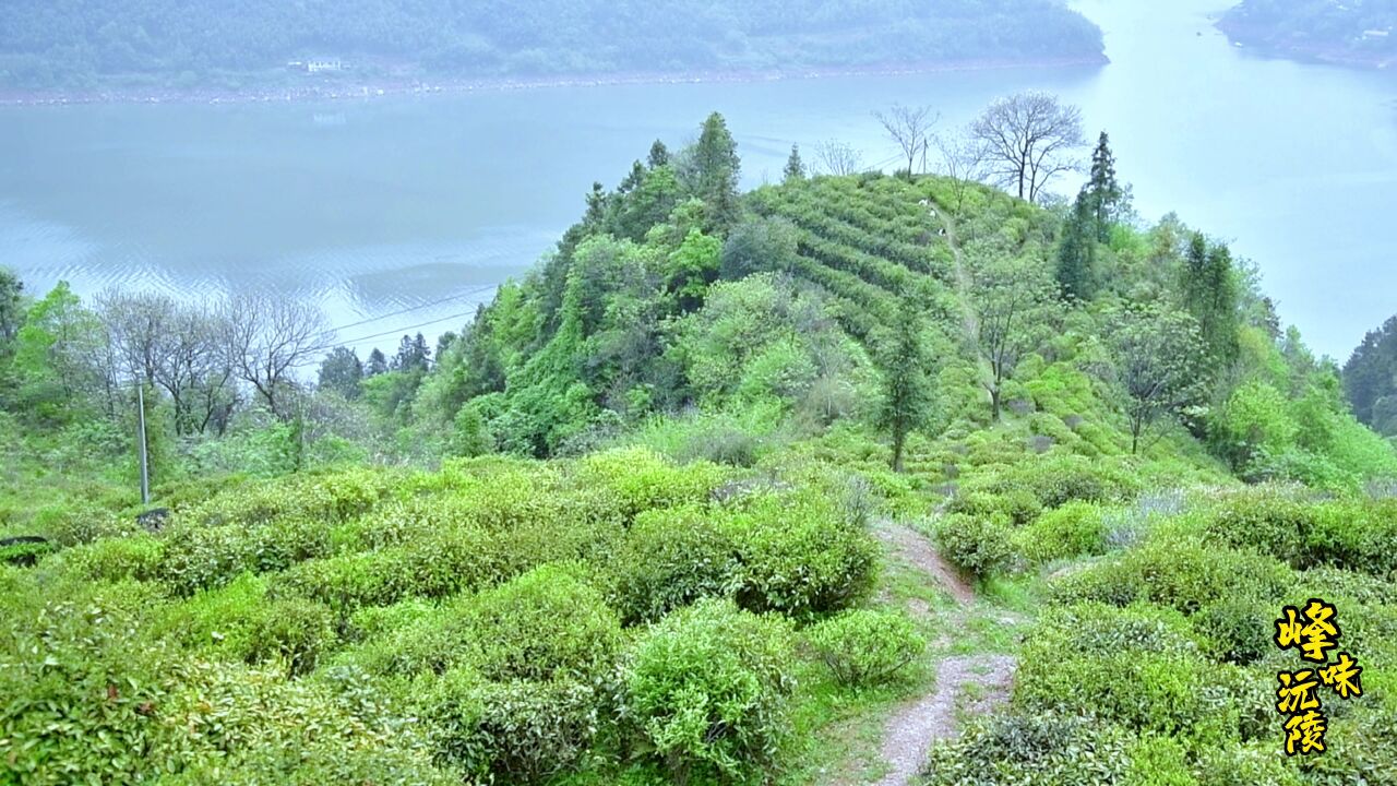 “峰”味沅陵① |碣滩茶上农桌台 只此青绿间黄白