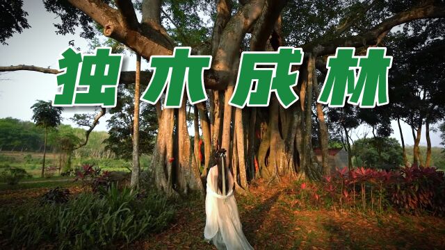 探寻海南“绿色古董”,藏在村落深处的独木成林