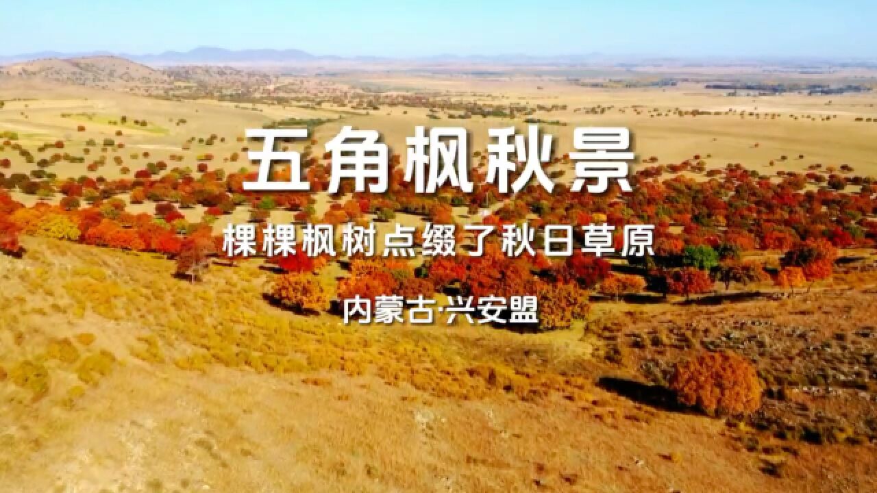 青山绿水看内蒙古|兴安盟:五角枫秋景 棵棵枫树点缀了秋日草原