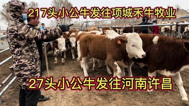 217头小公牛发往项城禾牛牧业,27头小公牛发往河南许昌 #肉牛养殖 #养牛致富 #养牛人