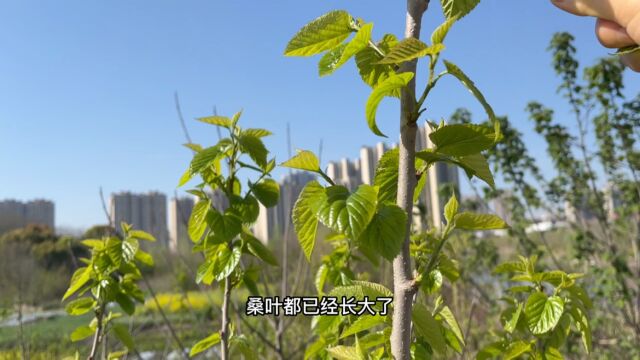 养蚕的日子第二篇,除了摘新鲜桑叶喂食,清理蚕窝也很重要!