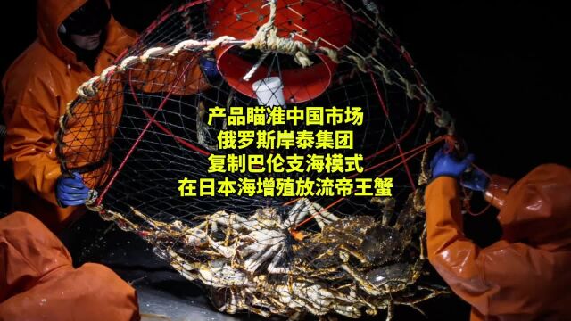 俄罗斯岸泰集团复制巴伦支海模式,在日本海增殖放流帝王蟹