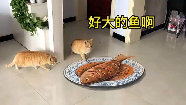 在地上画一条红烧鱼,猫看到会有啥反应?