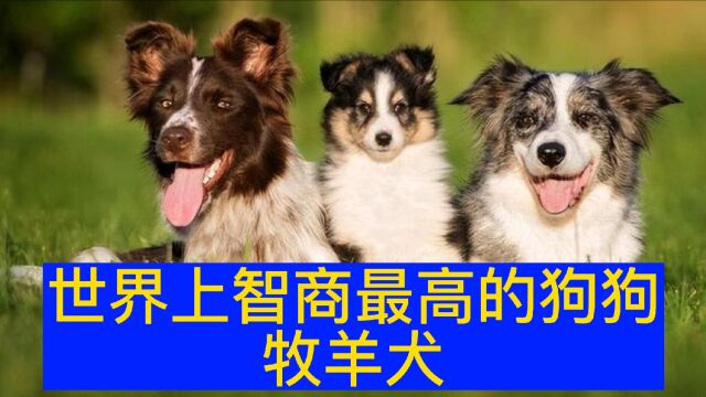 公牧羊犬和母牧羊犬是怎么交配繁殖的?看完你就知道了