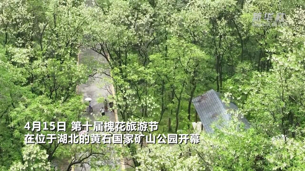 湖北黄石:昔日废石山 今朝槐花海