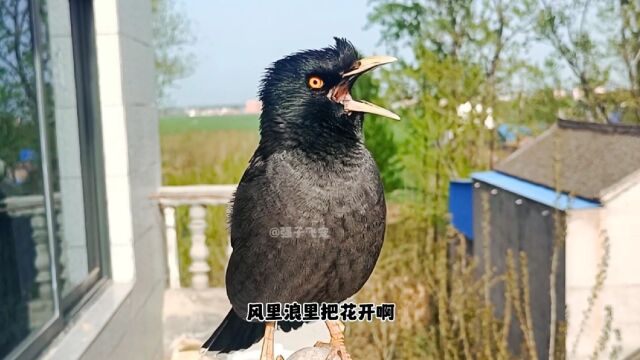 八哥鸟爱唱歌娱乐视频 鸟儿歌唱一曲《珊瑚颂》送给点大家听