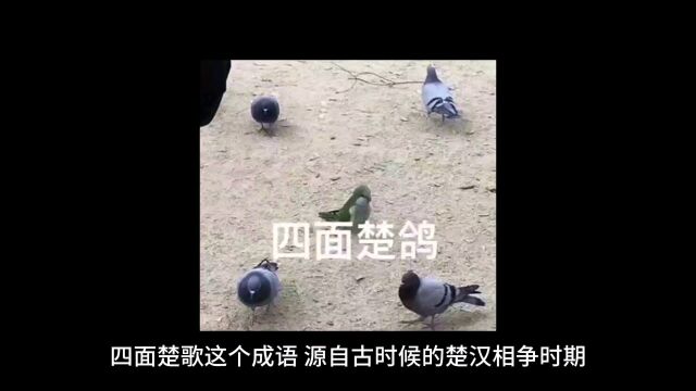 四面楚歌成语故事