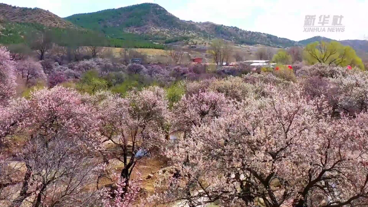 千城胜景|呼和浩特回民区:“杏福树下”带火乡村农文旅