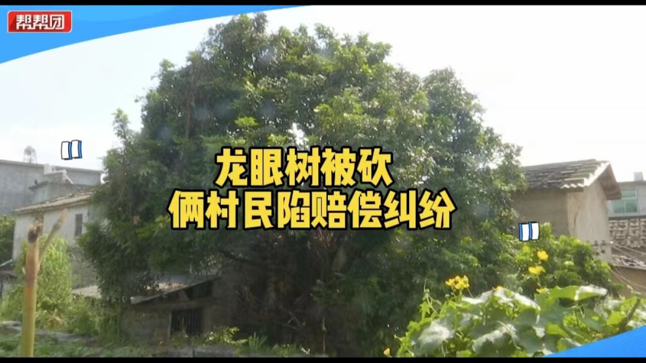 龙眼树太茂盛遭砍伐 引发邻里纠纷 邻居:影响自家屋顶安全