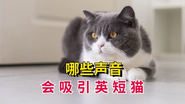 英短猫喜欢什么声音