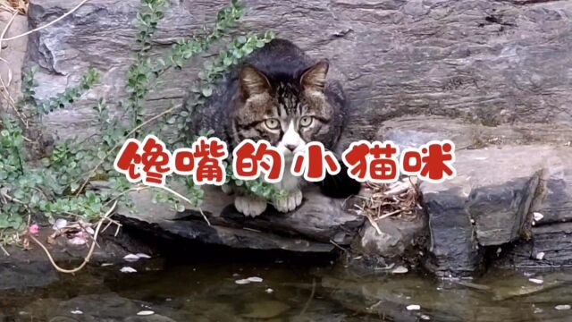 馋嘴的小猫咪