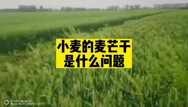 #小麦种植管理技术 #分享农业知识帮农民增产增收 #农业人话农业