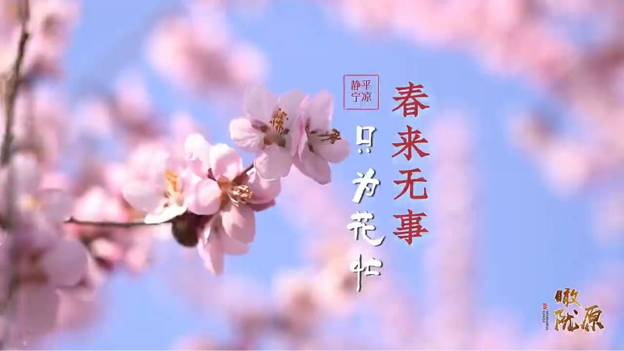 瞰陇原|静宁:春来无事 只为花忙