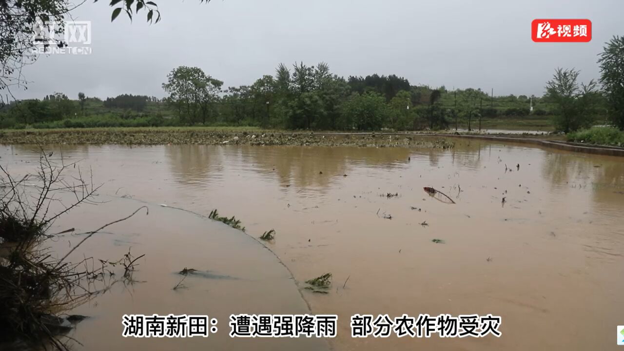 湖南新田:遭遇强降雨 部分农作物受灾