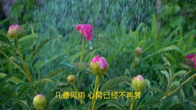 怀旧流行经典歌曲27《几番风雨》原唱邰正宵