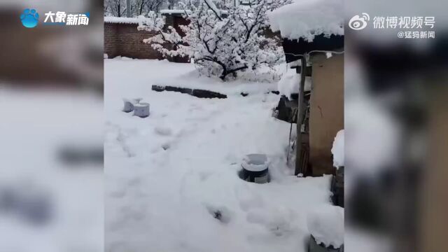 山西多地下雪了!积雪厚度达24厘米!