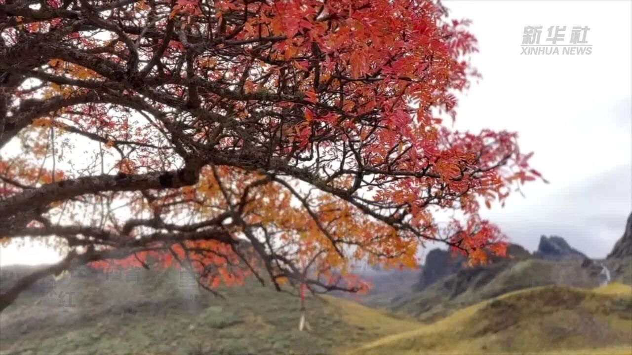 自带光芒!香格里拉红树火热“绽放”