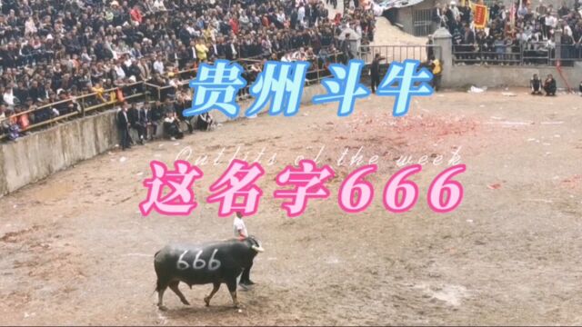 贵州斗牛这牛的名字666,是认真的吗?