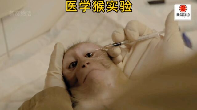 可怜的猴子被人类用作各种医学实验