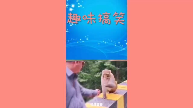 猴子趣味视频