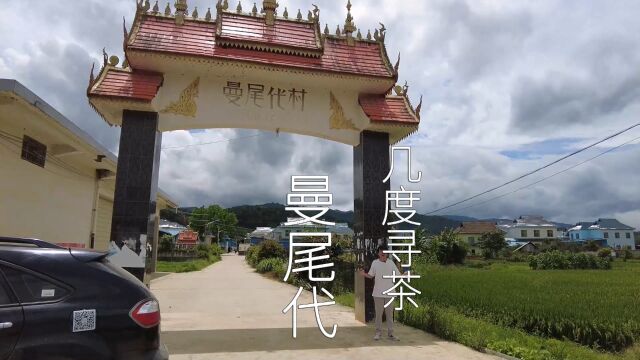 【几度寻茶】曼尾代村普洱茶云南西双版纳勐海县勐遮普洱晒青毛茶