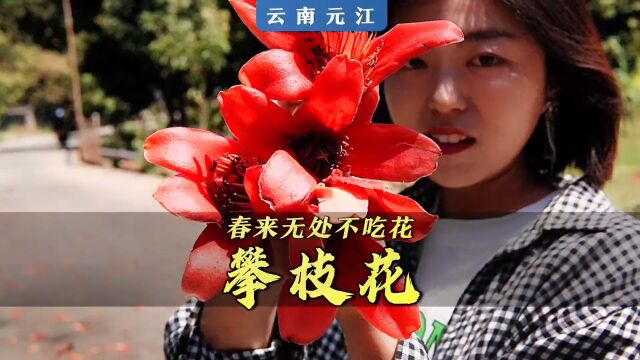 攀枝花!既是一座城,也是一朵花.虽然结果果,但是吃花花.#春日吃花 #乡村守护人