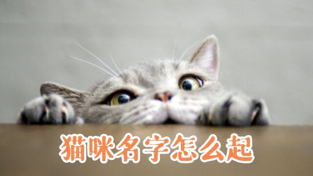 猫咪名字怎么起,欢迎你对号入座