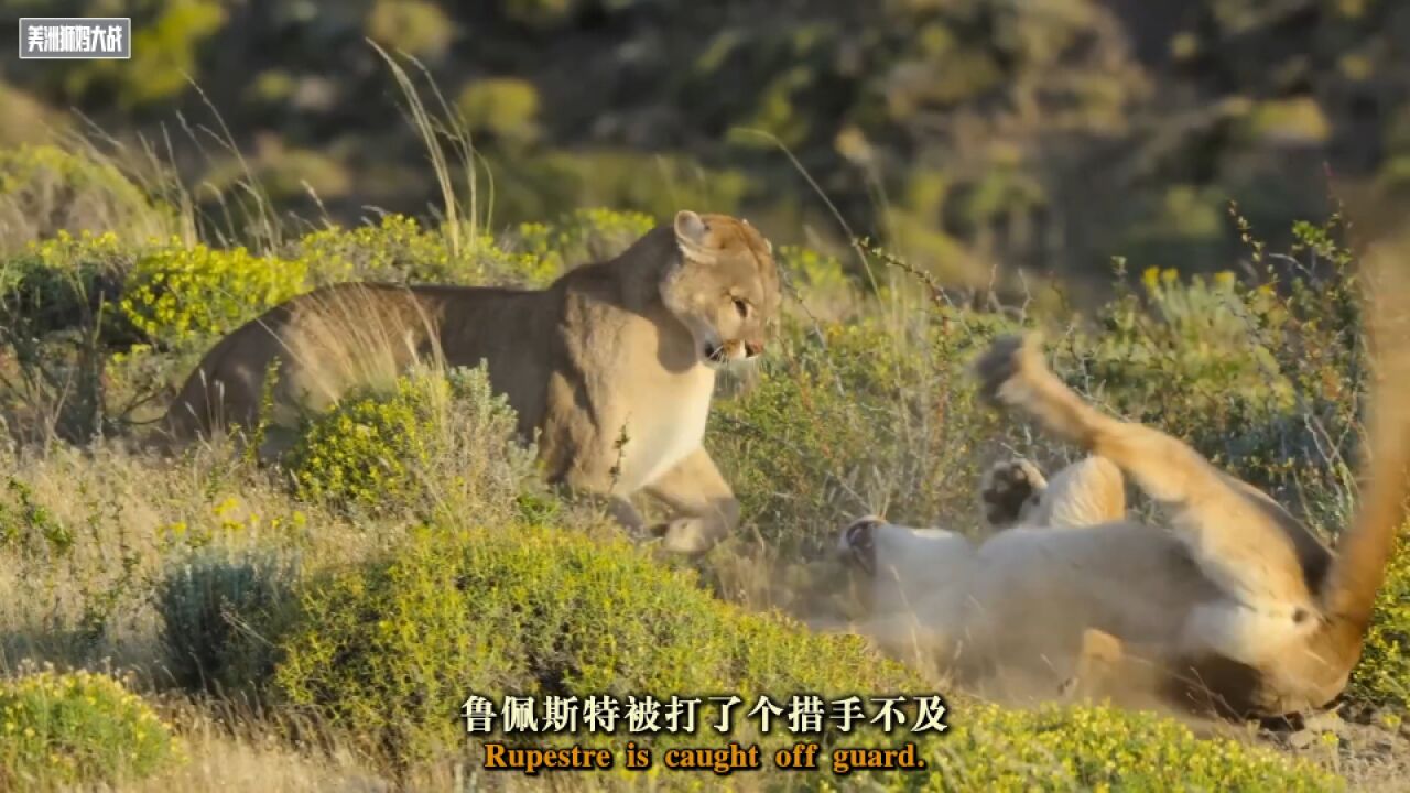 当美洲狮升级成为妈妈后战斗力燃爆!为争育儿所主权厮杀激烈!