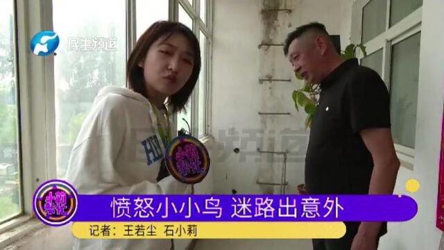 河南郑州:“愤怒小鸟”迷路误闯居民家,撞破玻璃后“晕了” 居民:不知道是不是保护动物