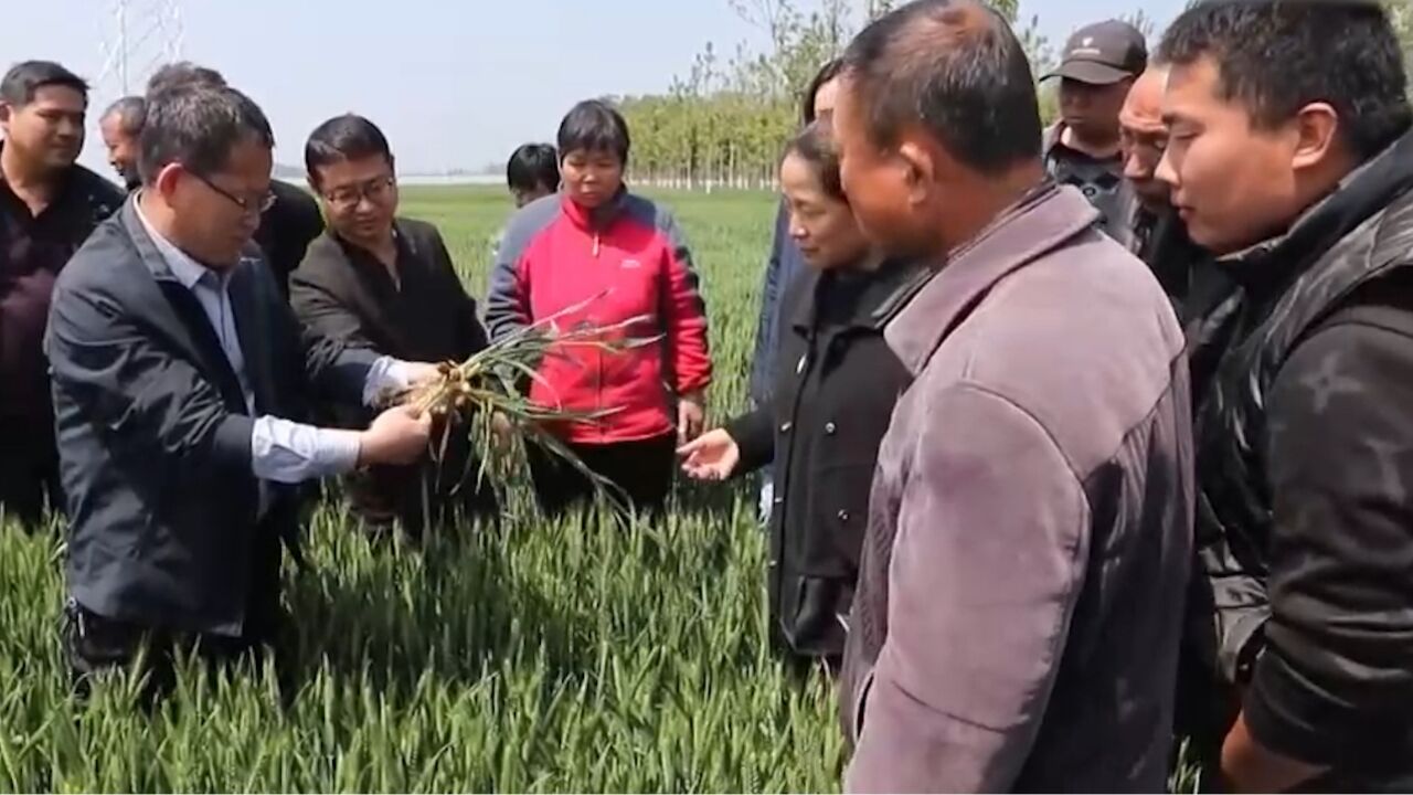 河南,做好小麦夏管,保障夏粮丰收