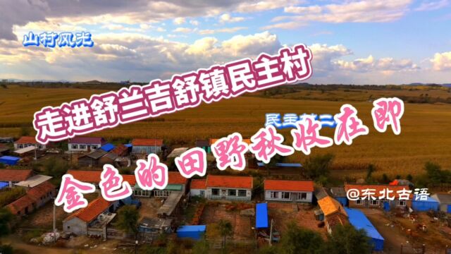 走进舒兰市吉舒镇民主村,金色的田野秋收在即,带你一起去看看……