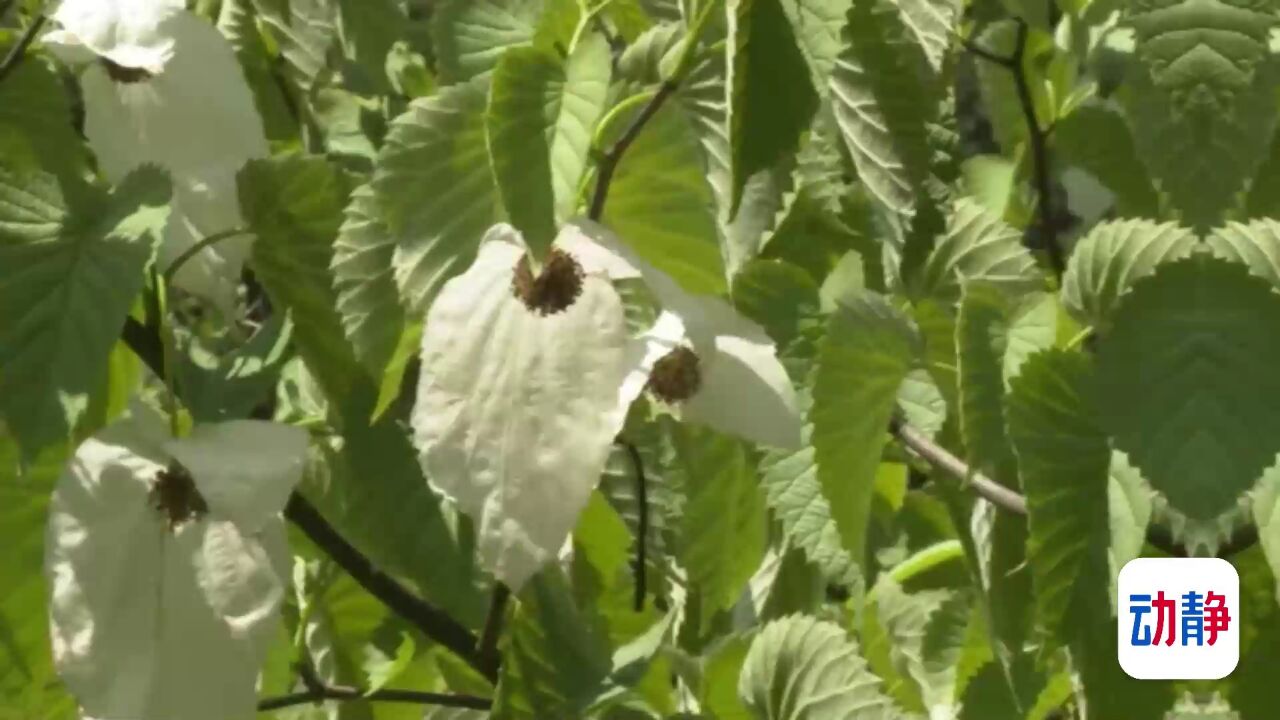 毕节市赫章县发现2000多株国家一级保护植物